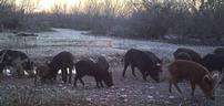 Wild Hog Hunt in Llano County 202//96
